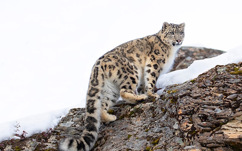 snow leopard list