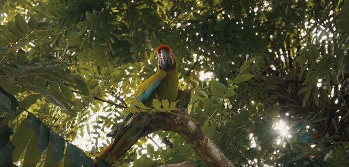 macaw pc big