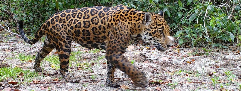 mexico jaguar pc 1