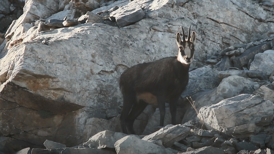 Protecting Wildlife in Greece with a Shield of Sound - Huawei