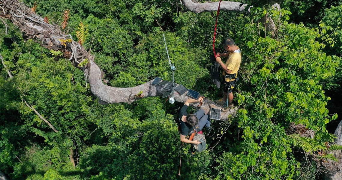 Saving the Palawan Rainforest by Listening - Huawei