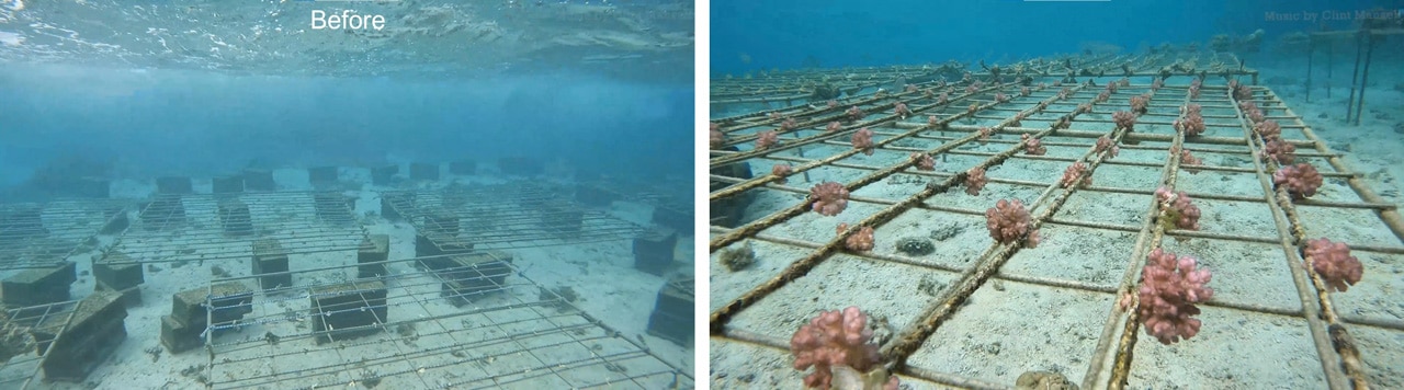 海底苗圃上的珊瑚再生前后对比