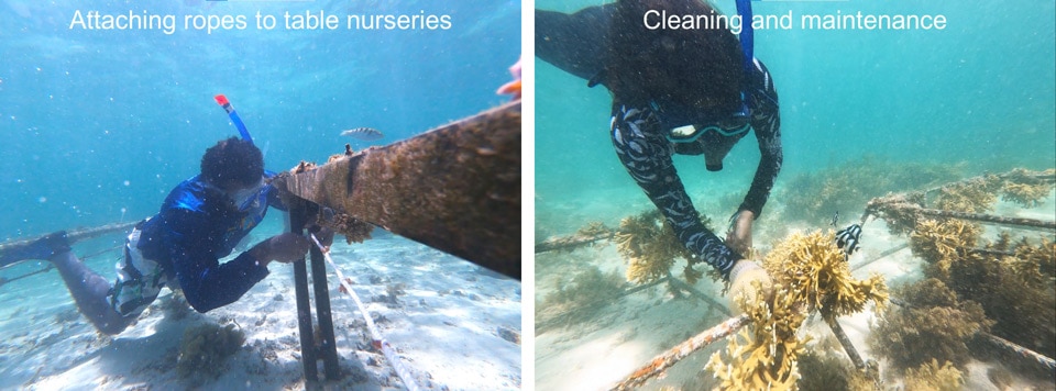 工作人员进行海底苗圃维护和清洁
