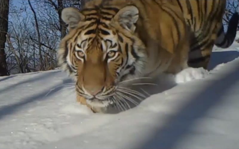 big cats tiger