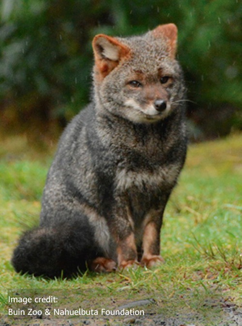 Darwin's fox