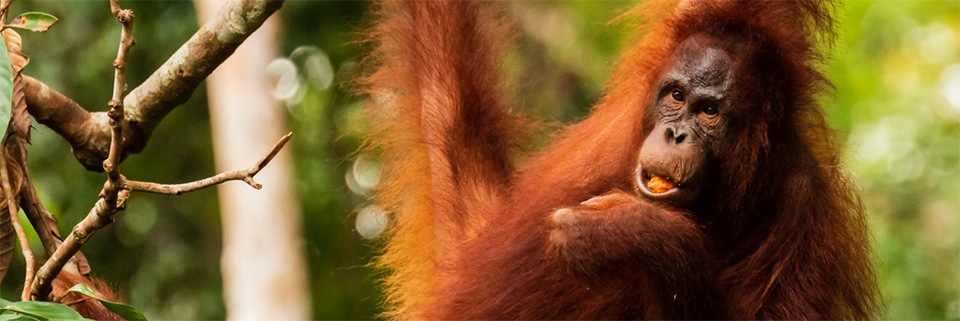 Orangutan,Huawei,Tech4all