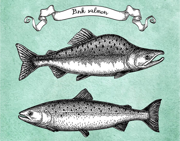 Humpback salmon