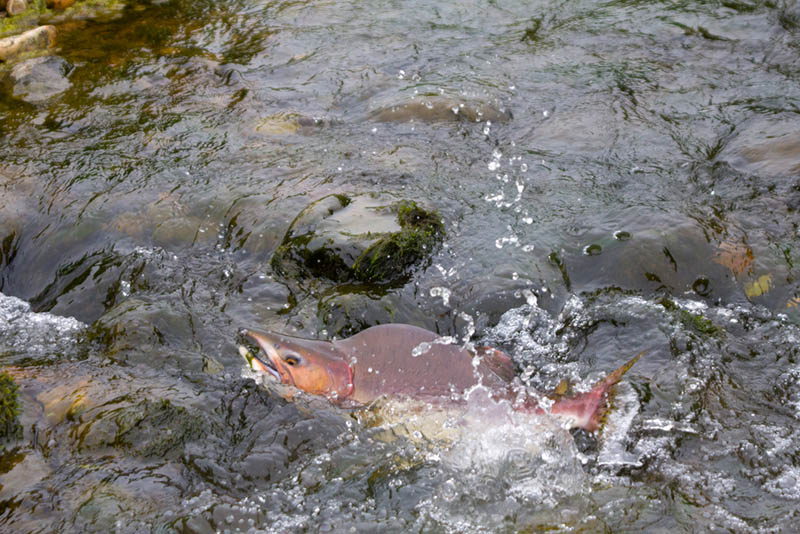 Atlan Salmon, Norway