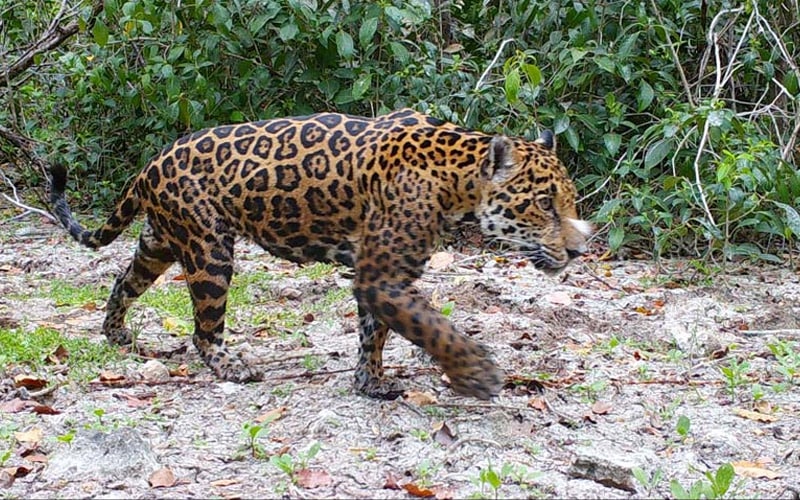 maxico jaguar 800