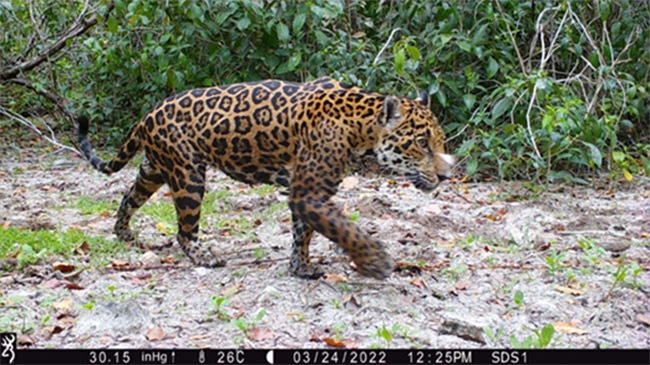 Mexico's Jaguars
