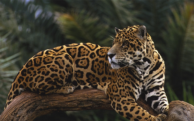 mexico jaguar2