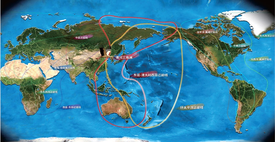 Nine Global Migratory Bird Migration Routes
