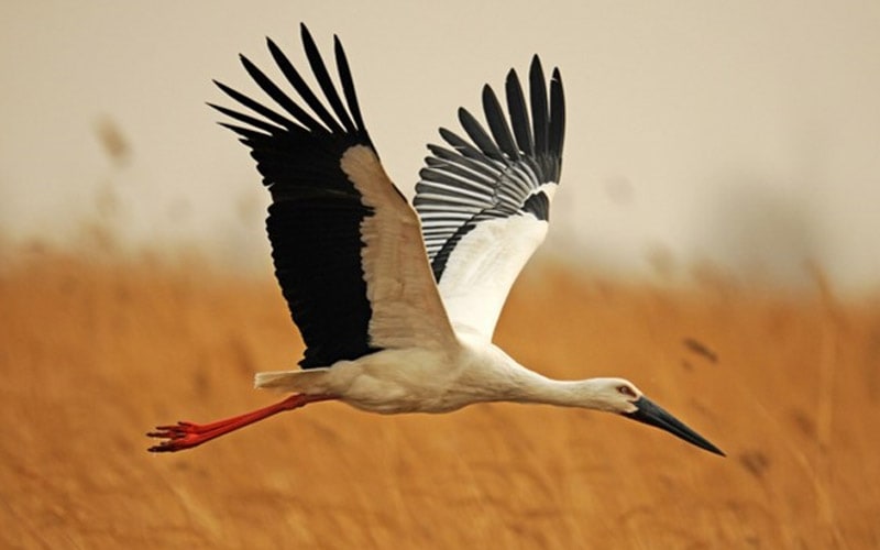 yellow river delta oriental stork 800 en