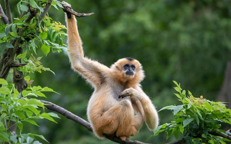 hainan gibbon for In the News page