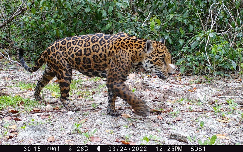 jaguars in Dzilam