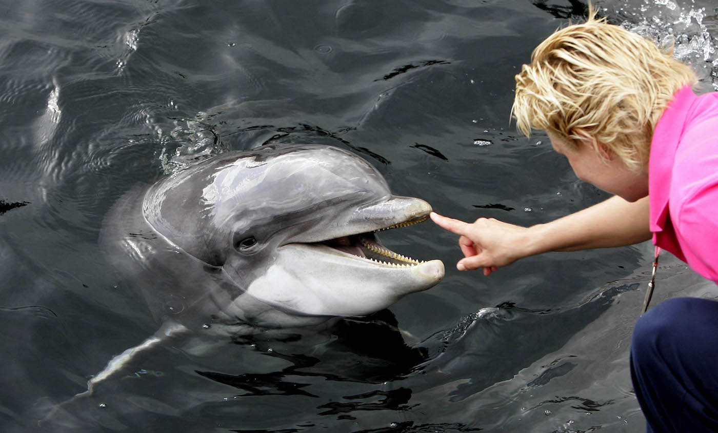 ai kraakt code van dolfijnen en walvissen