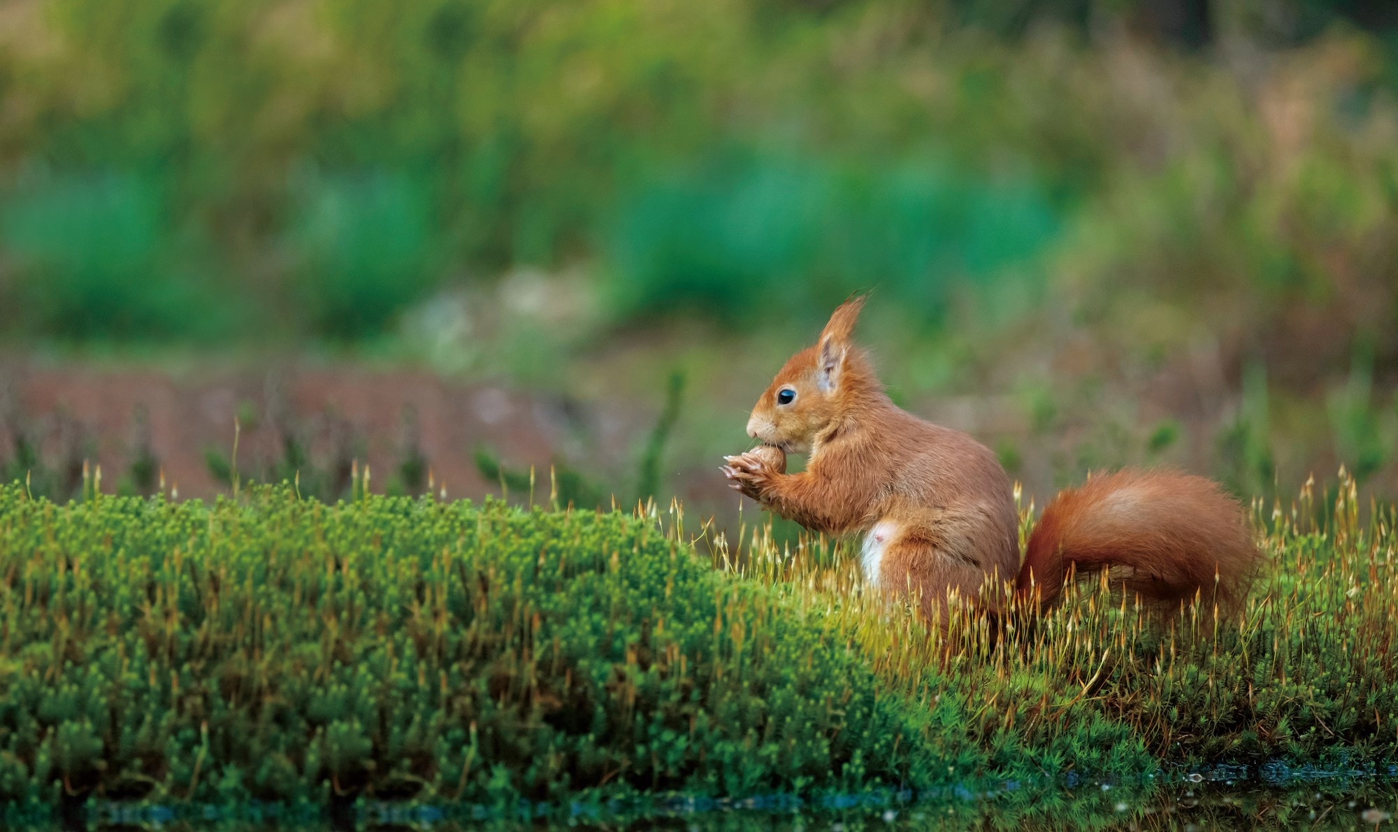 Red-Squirrel-Mammal-Society-announcement